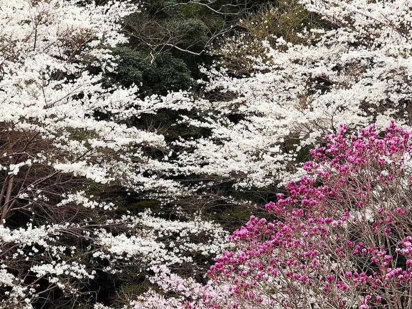 安西家（ハナサカーラ）
