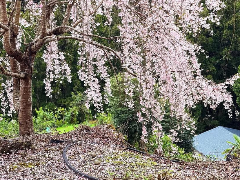 ゆうかの里（裕花の里）