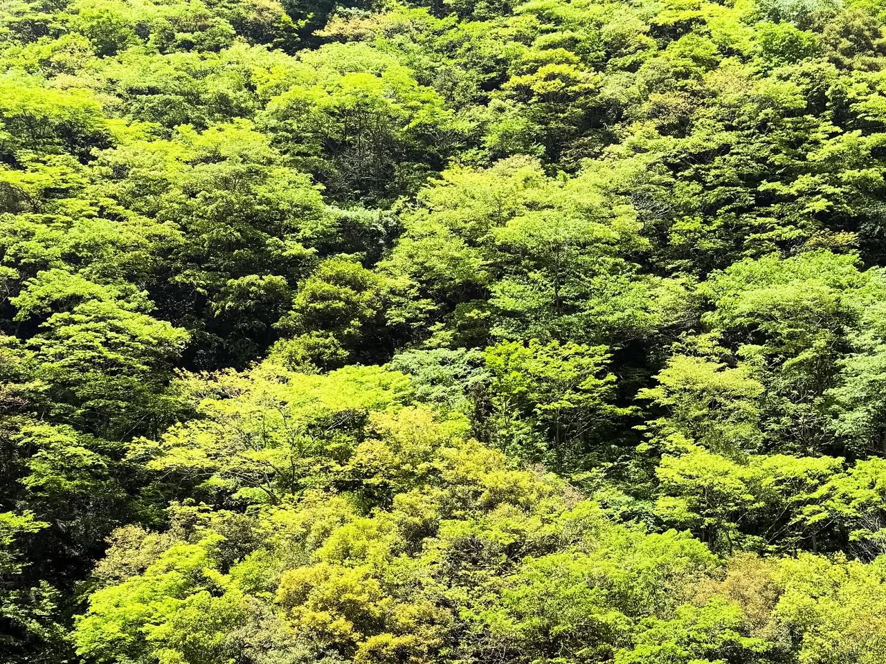 愛媛から高知へ（新緑の山道） 2