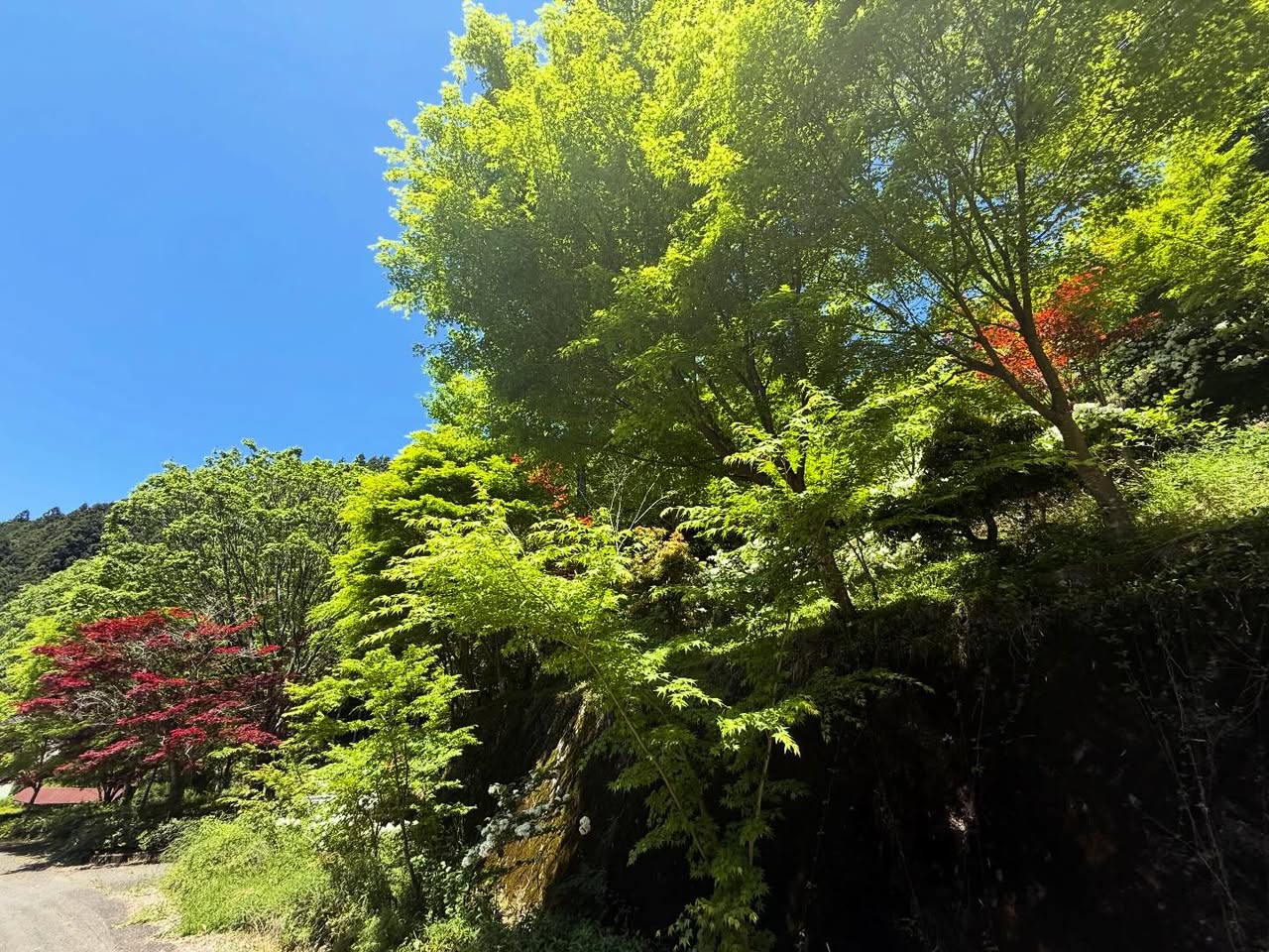 愛媛から高知へ（新緑の山道） 3