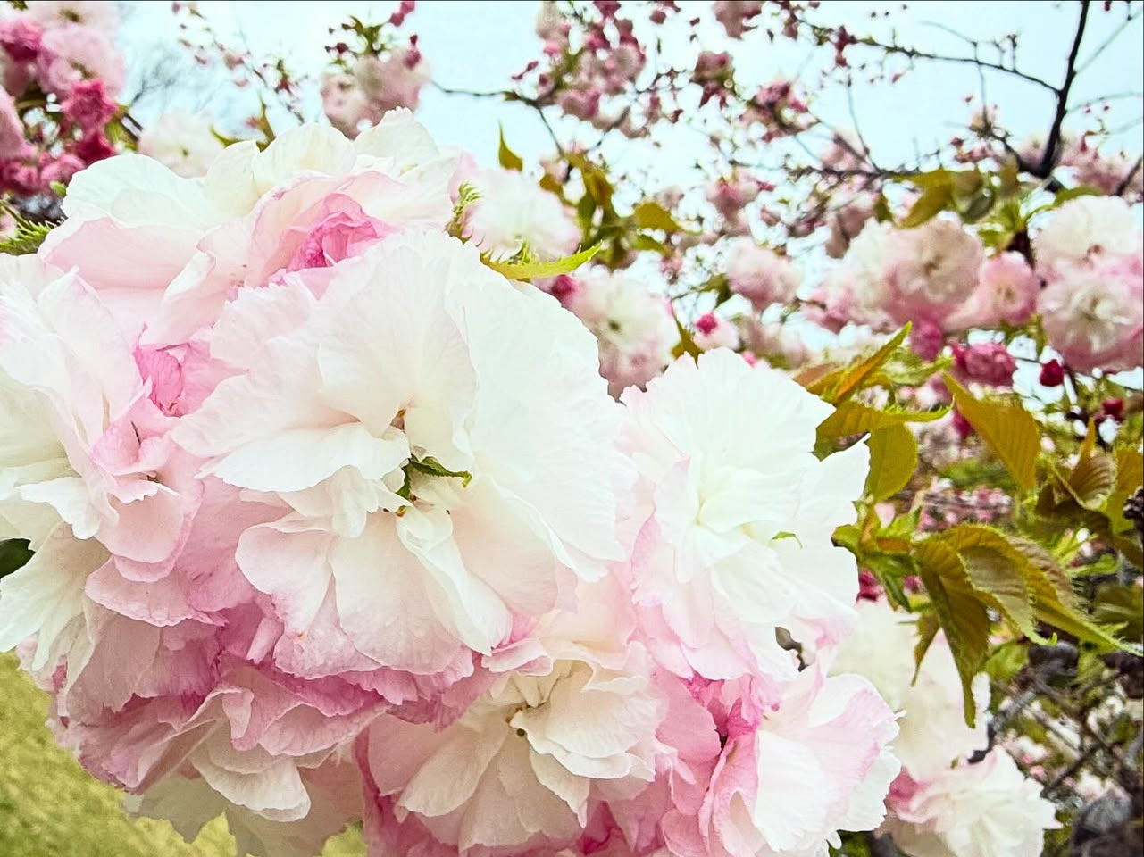 高知県立牧野植物園 3