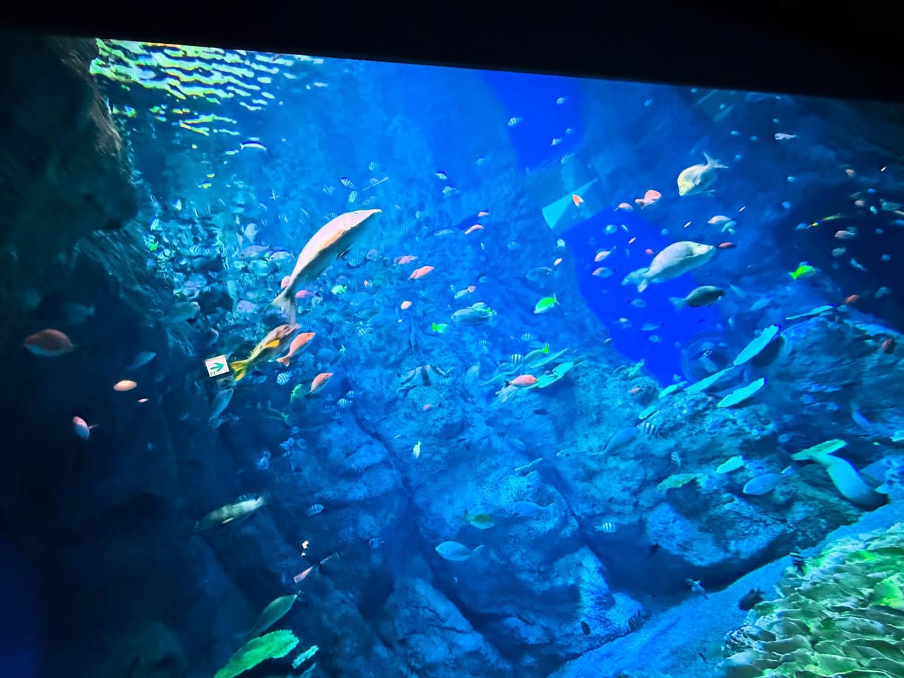 高知県立足摺海洋館 SATOUMI 4