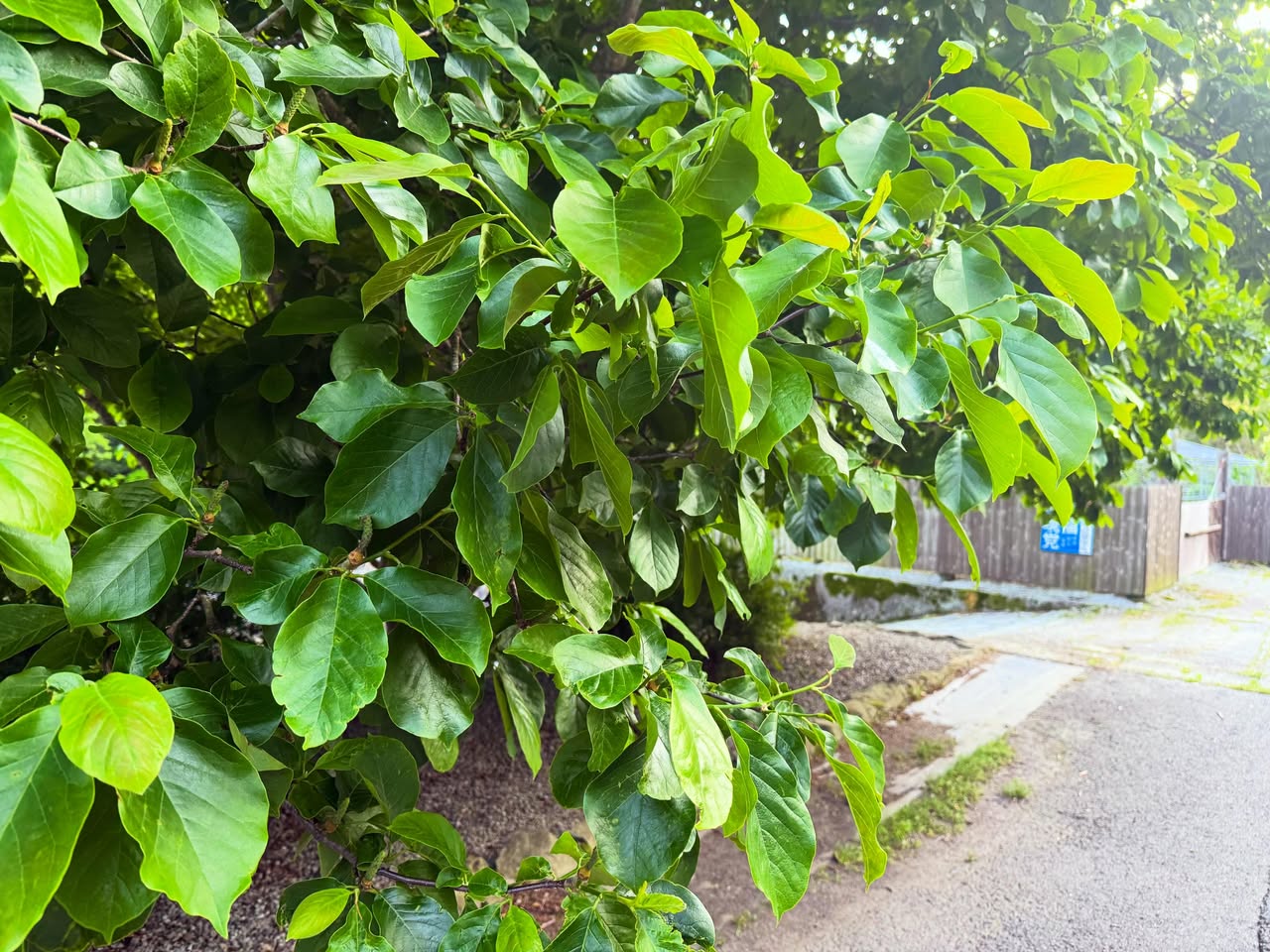 脇町のモクレン（脇町の木） 5